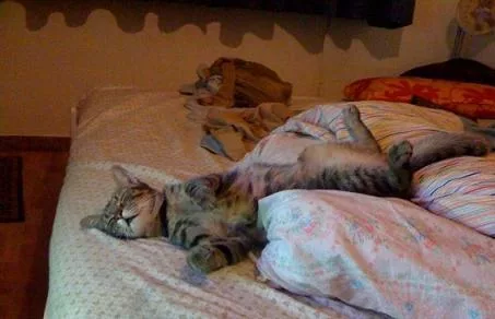 Decalogo del gatto