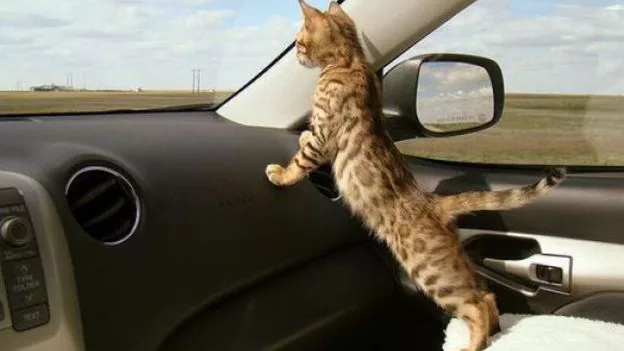 I viaggi con il gatto