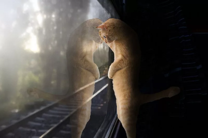 in treno il gatto deve viaggiare in un contenitore di dimensioni 70x30x50