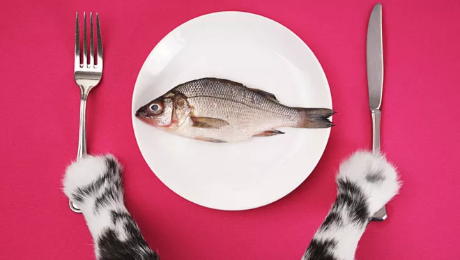 Quando e come dare da mangiare al gatto