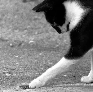 Appetito gatto