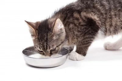 il latte è senz'altro bevuto nei primi mesi di vita