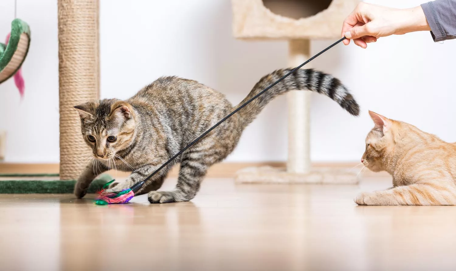 per prevenire l'obesità bisogna fornire al gatto un ambiente stimolante