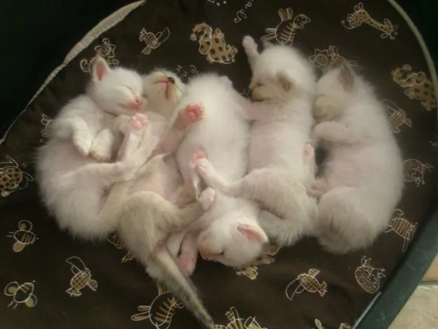 Accoppiamento gatto
