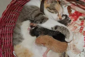 cuccioli durante la poppata
