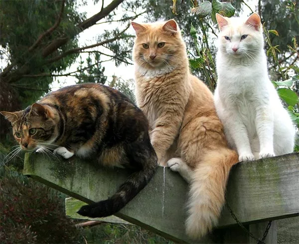 Colore del pelo gatto