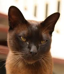 Disegni mantello gatto