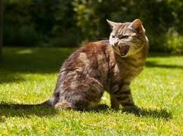 Linguaggio vocale gatto