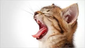 Percezione del dolore gatto