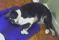 Emergenze gatto