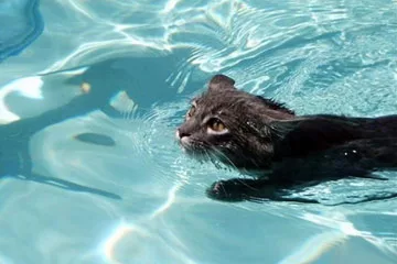 i gatti sono ottimi nuotatori