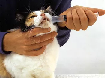sciroppi e gocce vanno fatti ingerire con una siringa senza ago