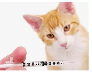 Profilassi gatto