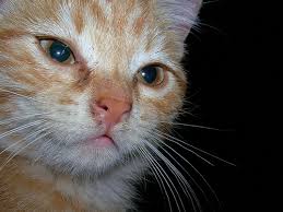 Malattie dell'occhio gatto