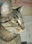 Malattie del naso gatto