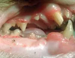 la frattura dei denti causa molto dolore