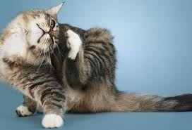 Malattie della pelle gatto