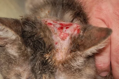 le dermatiti da funghi creano buchi tondeggianti sul mantello del malcapitato