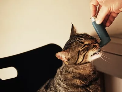 asma felina: un'asma allergica