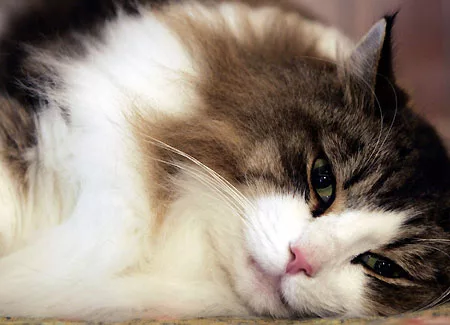 Disfunzioni endocrine gatto