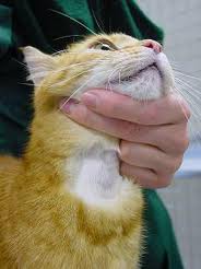 Malattie dell'invecchiamento gatto