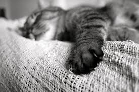 Comportamento del gatto anziano