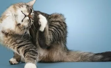 il prurito è molto fastidioso e il gatto si può autoledere