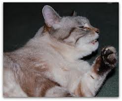Sintomi gatto