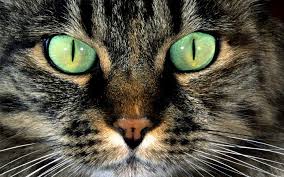 Igiene degli occhi gatto