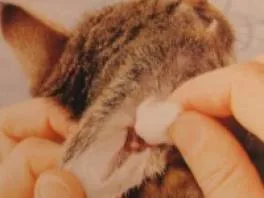 Igiene delle orecchie gatto