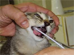 Igiene dei denti gatto