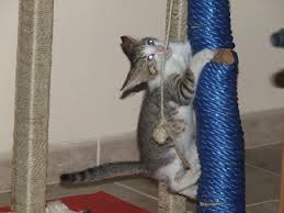 Igiene delle unghie gatto