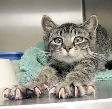 le unghie: l'arma più letale del gatto