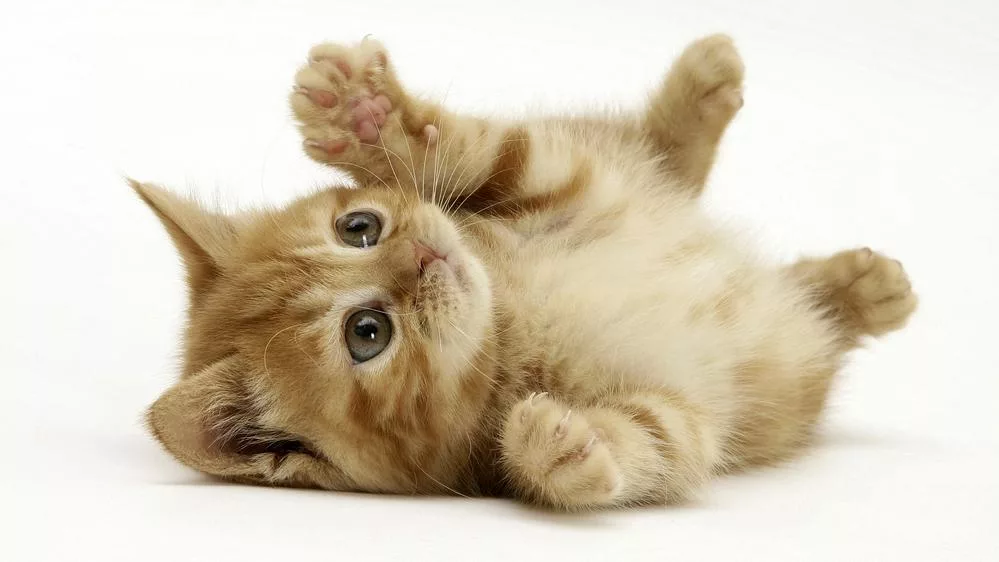 Foto gattini