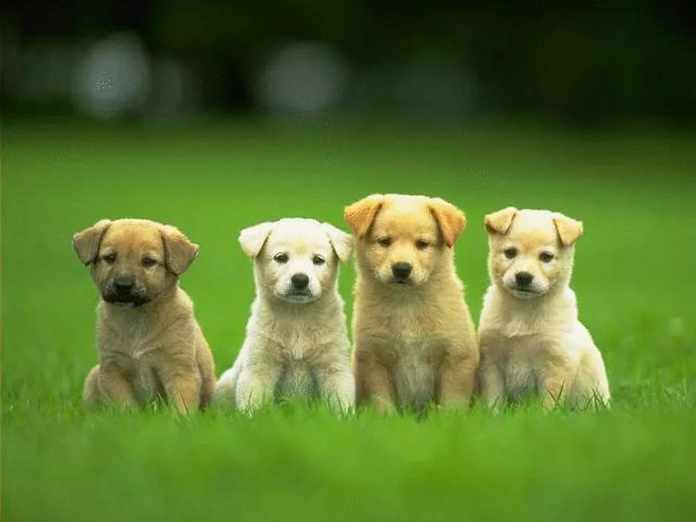cagnolini teneri