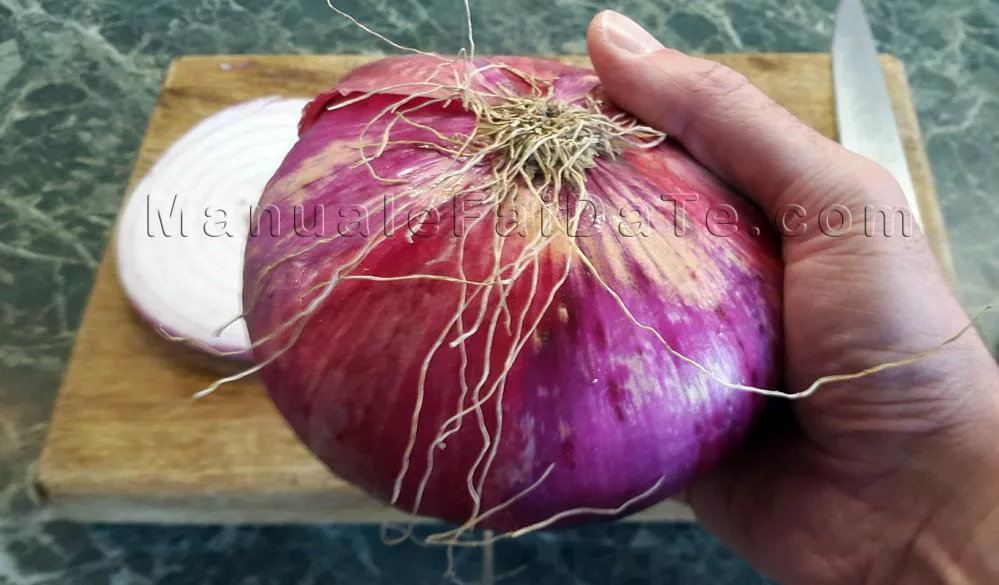 cipolle breme griglia
