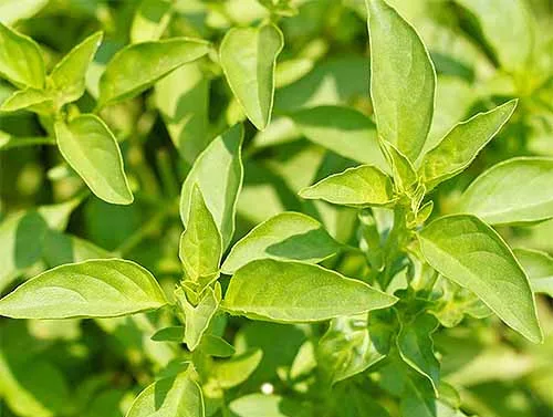 basilico lemon